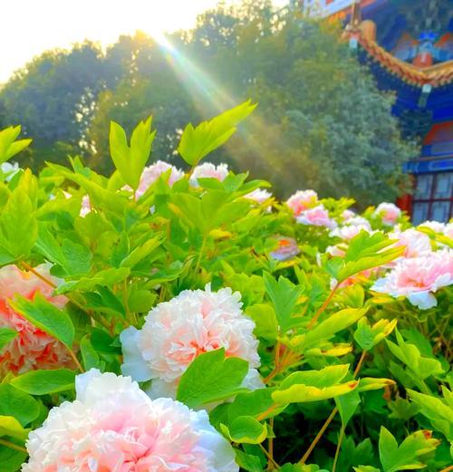 白牡丹花语代表了什么纯洁？