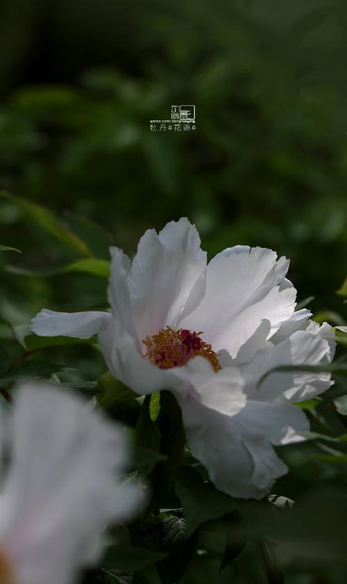 白牡丹花语代表了什么纯洁？