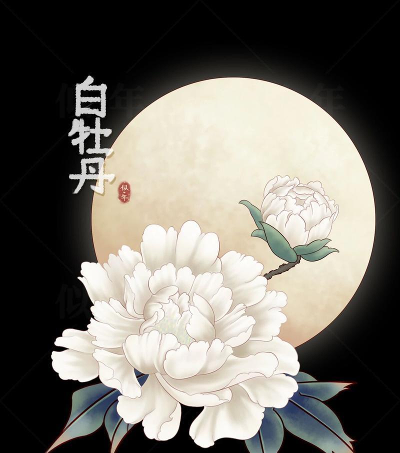 白牡丹花语代表了什么纯洁？