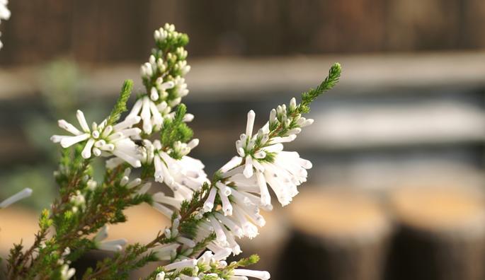 白沙烟花的花语代表了什么？