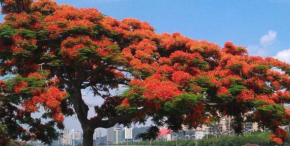 白沙烟花的花语代表了什么？