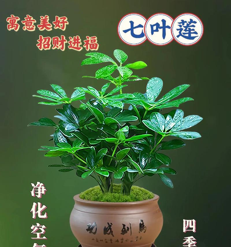 莲花花语典故的由来是什么意思？莲花的花语有什么特别的含义？
