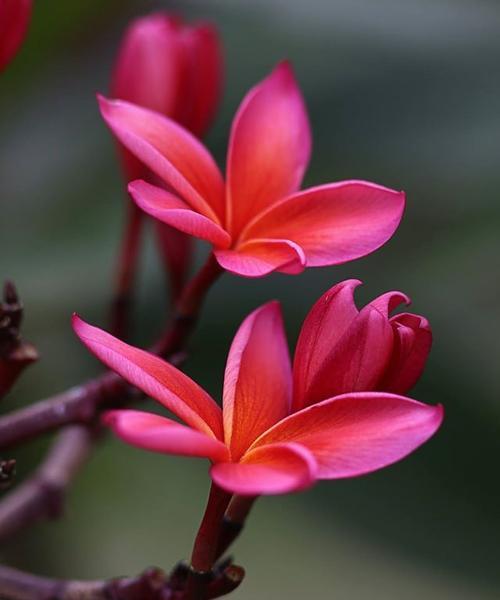 鸡蛋花的文化意义是什么？