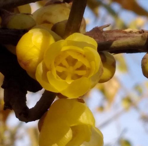 道具艳而不俗的花语有何独特之处？