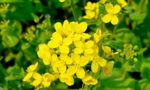 鼻涕花的花语是什么意思？它有什么特别的寓意吗？