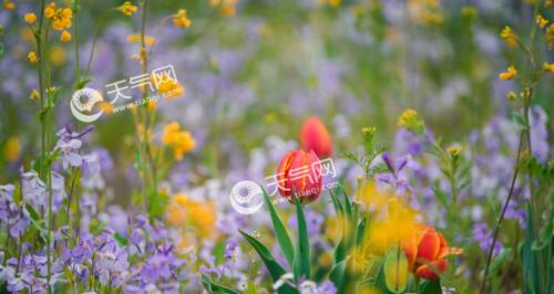 鼻涕花的花语是什么意思？它有什么特别的寓意吗？