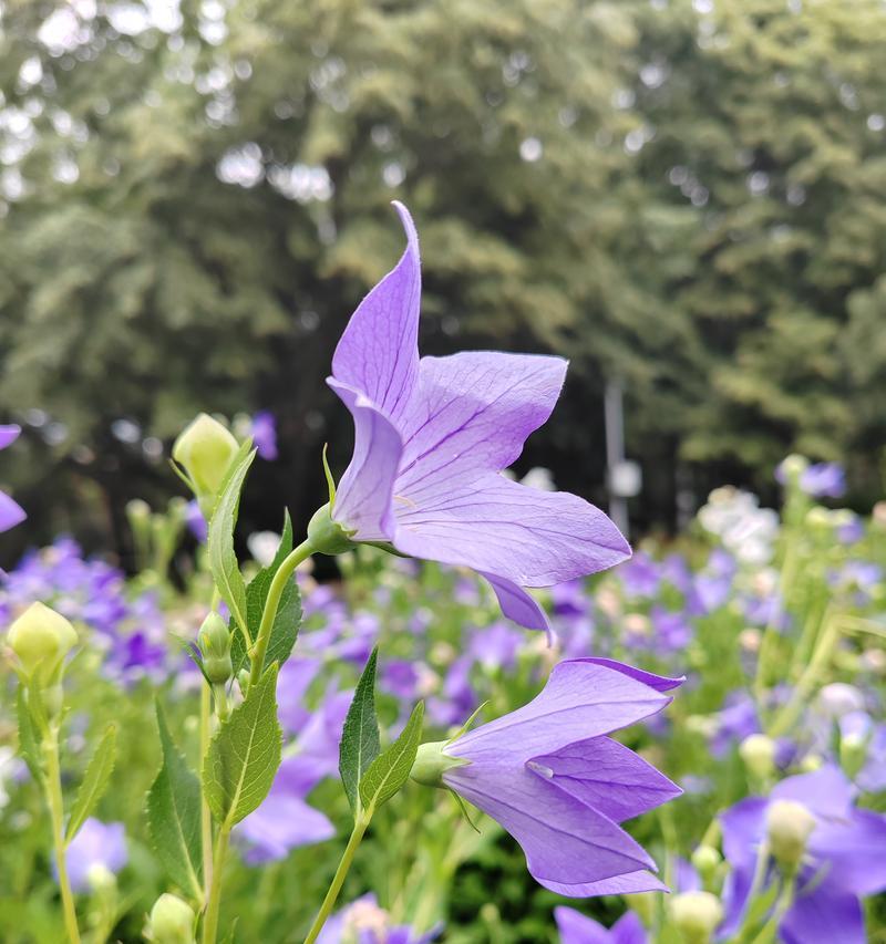六朵桔梗花的花语寓意了什么？花语中有哪些特别的含义？