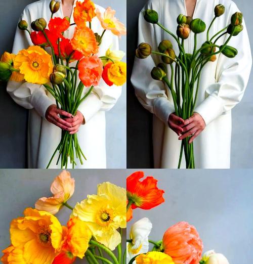 虞美人的花语是什么？它为何成为花语的象征？