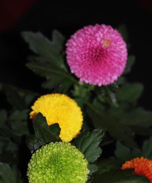 小乒乓球花象征着什么？