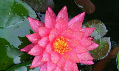 百日香的花语是什么？它象征着什么？