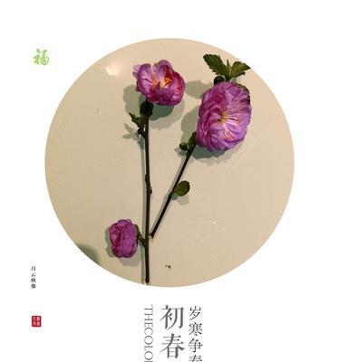 樱花的花语是什么？樱花代表了哪些含义？