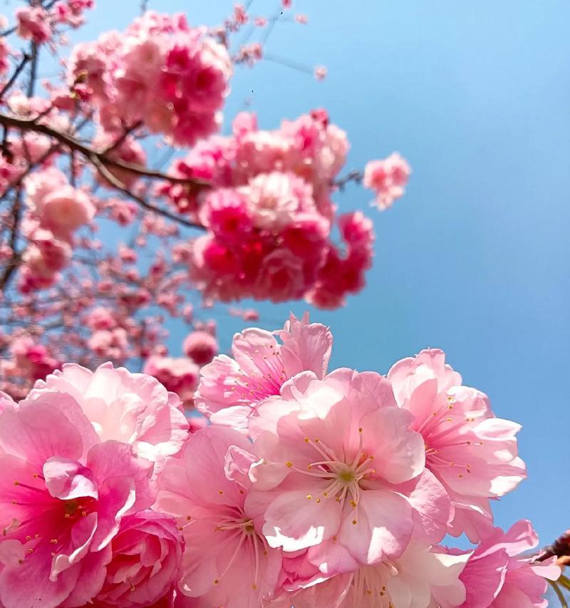 樱花的花语是什么？樱花代表了哪些含义？