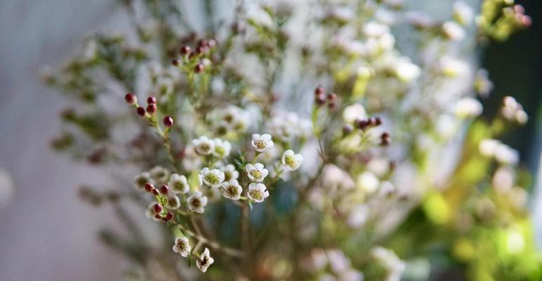 蜡梅的花语含义和象征是什么？蜡梅代表了哪些特质？