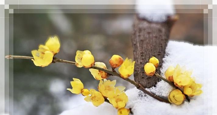 蜡梅的花语含义和象征是什么？蜡梅代表了哪些特质？