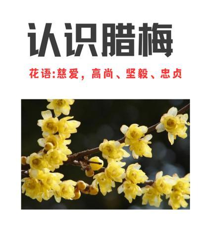 蜡梅的花语含义和象征是什么？蜡梅代表了哪些特质？