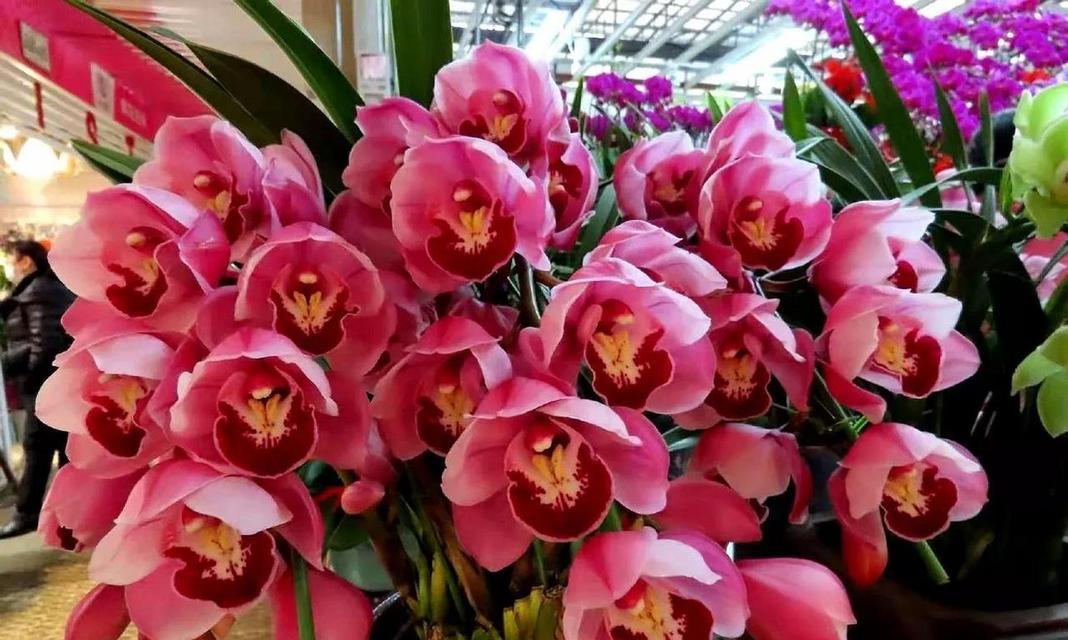 蕙兰花语和寓意是什么？蕙兰象征着什么？