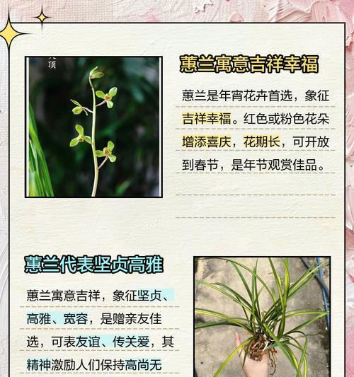 蕙兰花语和寓意是什么？蕙兰象征着什么？