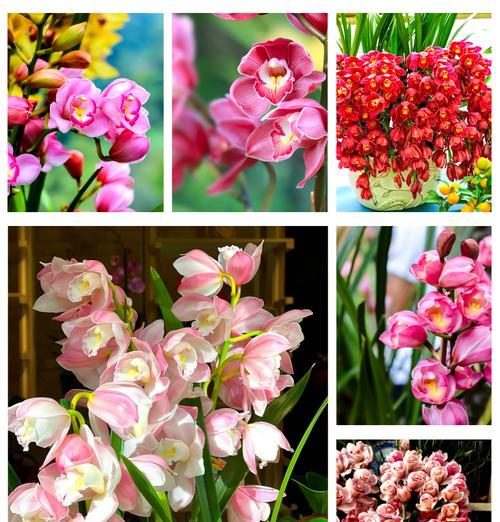 蕙兰花语和寓意是什么？蕙兰象征着什么？