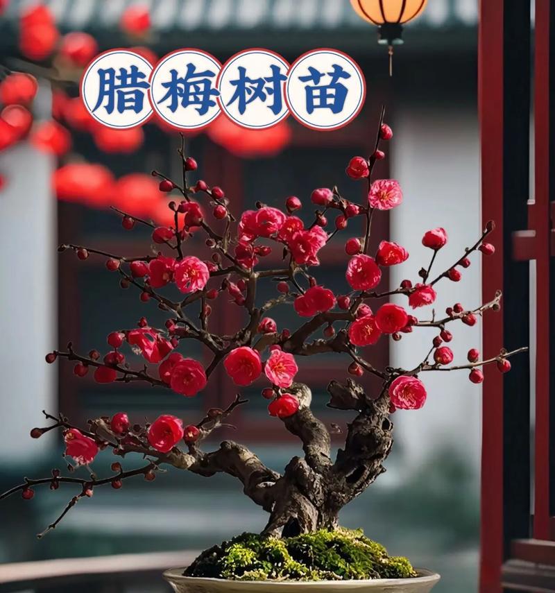 红腊梅的花语是什么？它在文化中象征着什么？