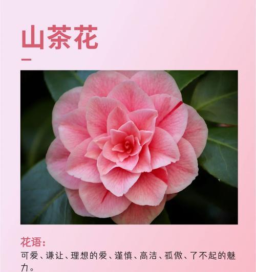 如何用花语表达赞美？夸赞他人的花语有哪些？