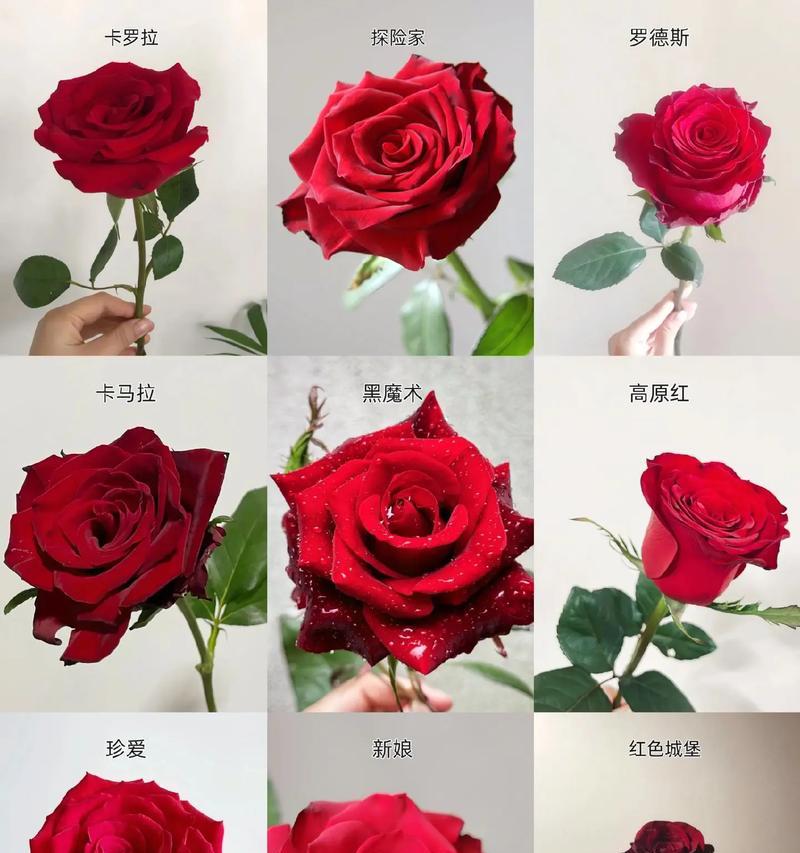 如何用玫瑰花向女友表白？哪种玫瑰花最能打动她的心？