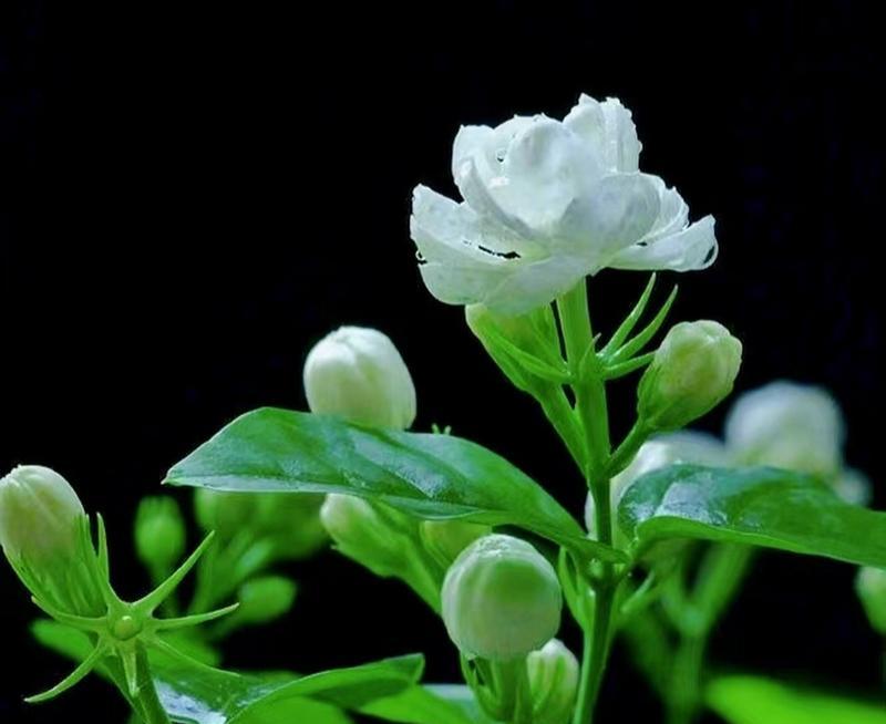 茉莉花束的花语解说是什么？它传递了怎样的情感？