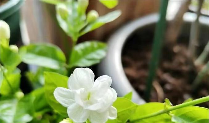 茉莉花束的花语解说是什么？它传递了怎样的情感？