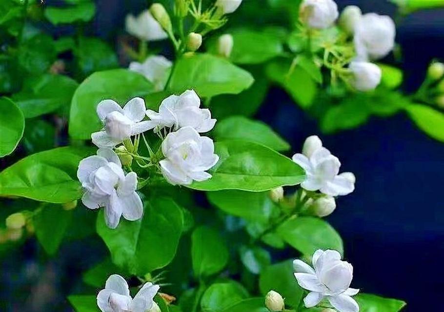 茉莉花束的花语解说是什么？它传递了怎样的情感？