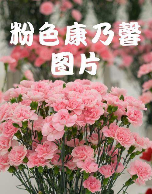 康乃馨作为礼物的花语意义是什么？
