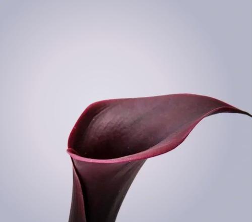海芋的花语代表了什么？它在花语中通常象征着什么？