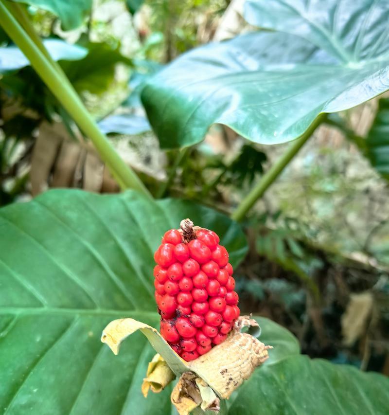 海芋的花语代表了什么？它在花语中通常象征着什么？