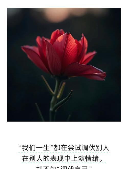 “唯你懂我心”花语代表什么？