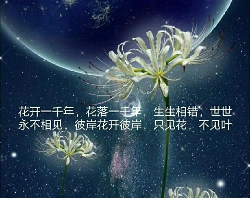 彼岸花的两种花语分别代表什么？