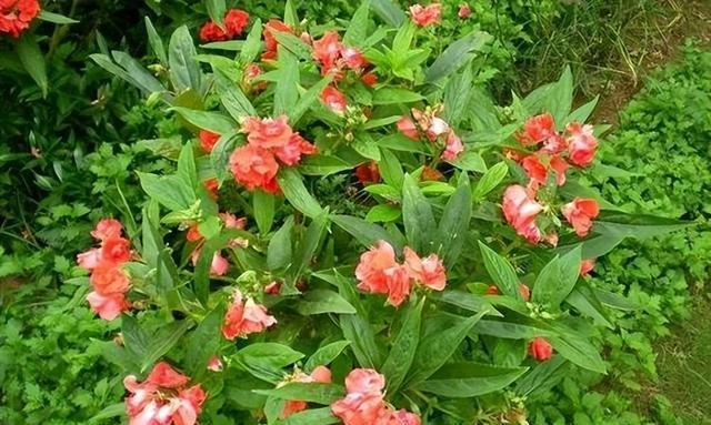 几种野花的花语分别代表什么？