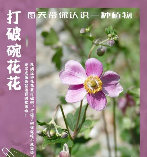 几种野花的花语分别代表什么？
