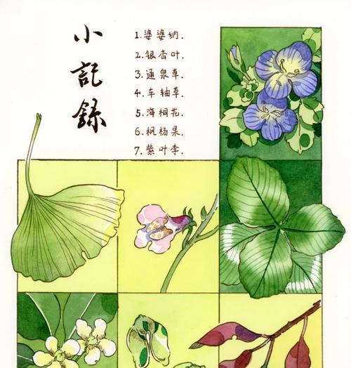 几种野花的花语分别代表什么？