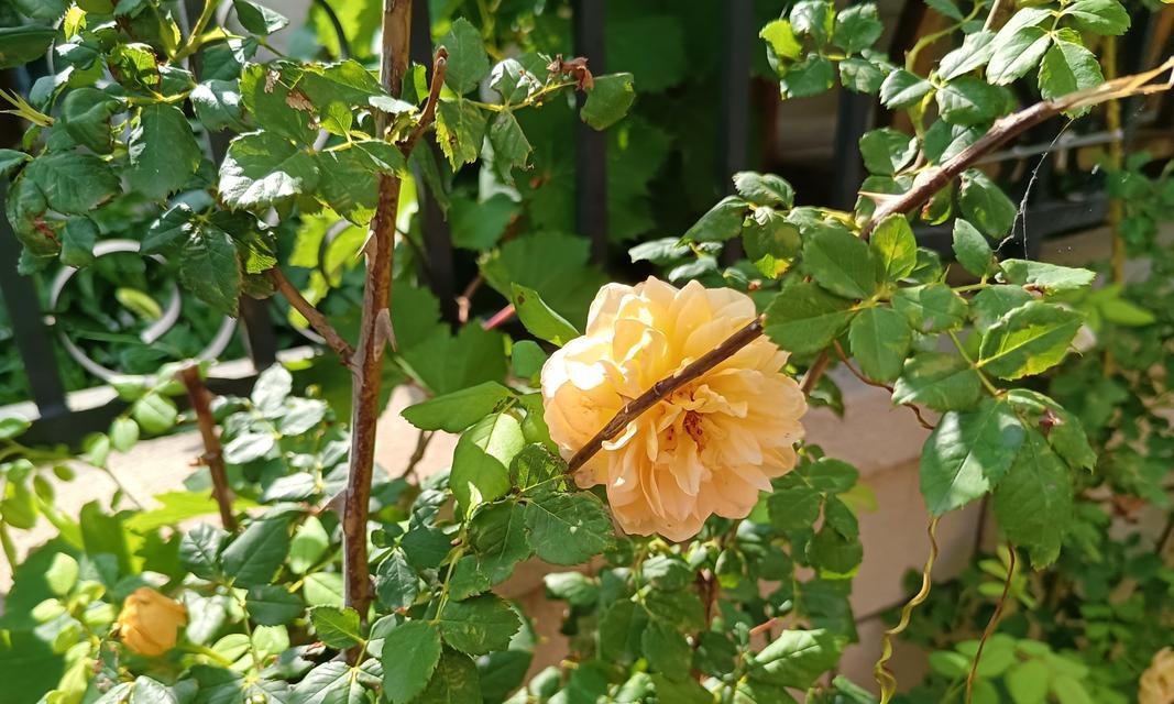 蒸制绿色玫瑰花的寓意是什么？绿色玫瑰花有何特别之处？