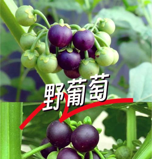 蒸制绿色玫瑰花的寓意是什么？绿色玫瑰花有何特别之处？