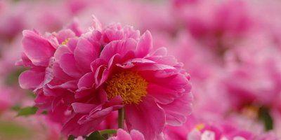 花语庭的凉意有何象征？它代表了什么？
