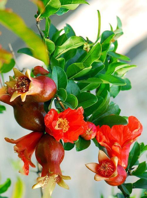 十四只花的花语代表什么？