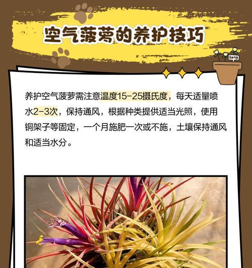 波萝吹雪花语背后隐藏的寓意？