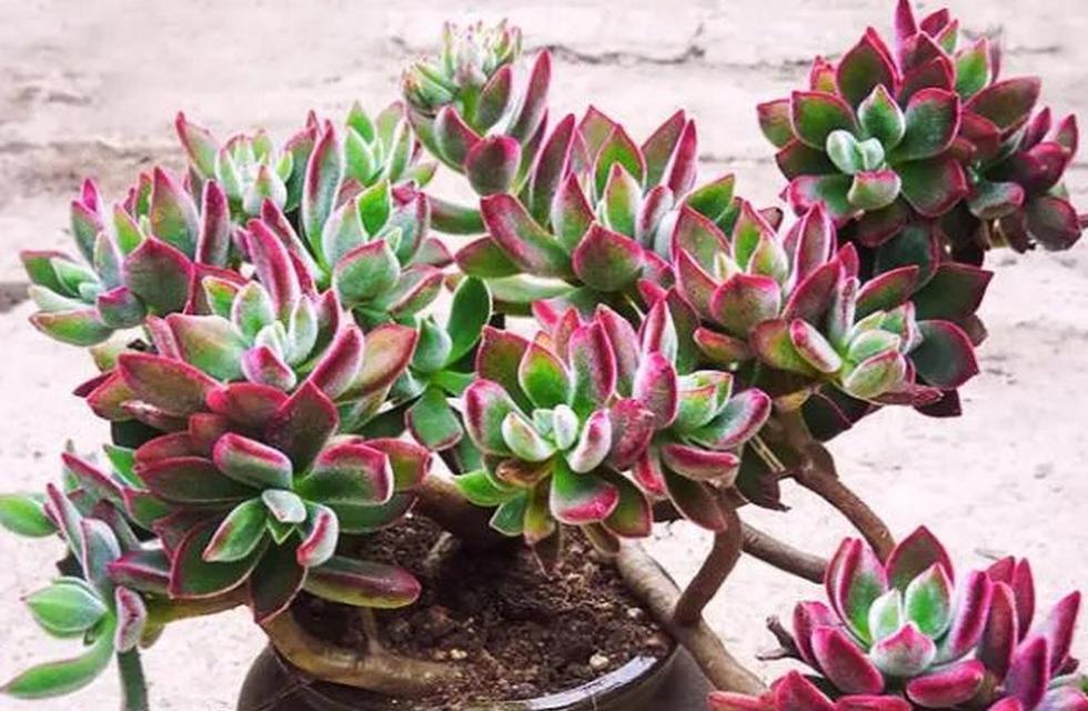 多肉石莲花的花语是什么？它象征着什么？