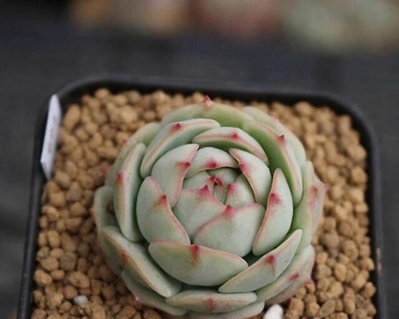 多肉石莲花的花语是什么？它象征着什么？