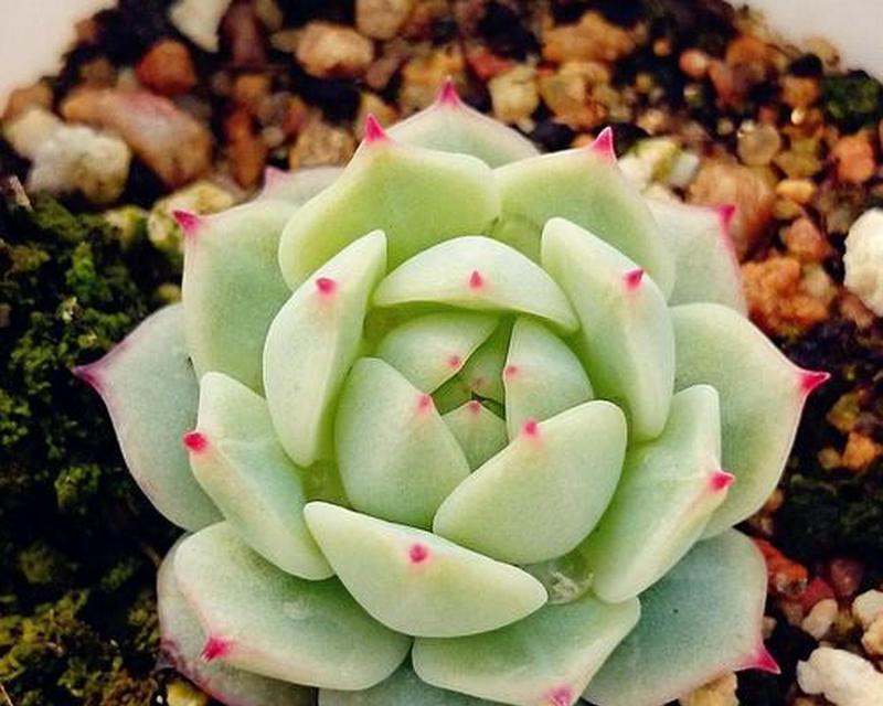 多肉石莲花的花语是什么？它象征着什么？
