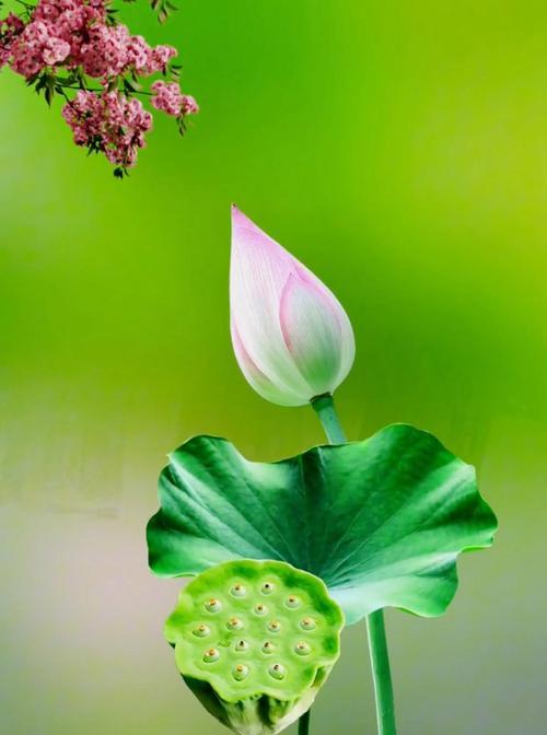 哪种花代表清净？清净的花语有何含义？