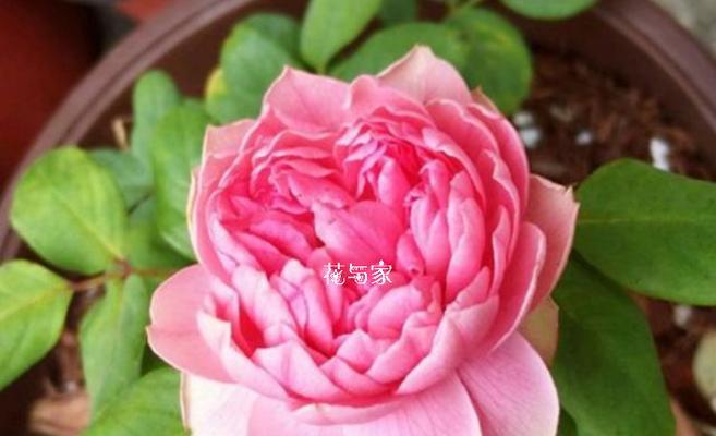 苦恋之类的花语有哪些？它们代表了什么情感？
