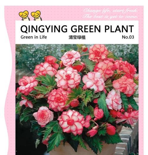 苦恋之类的花语有哪些？它们代表了什么情感？
