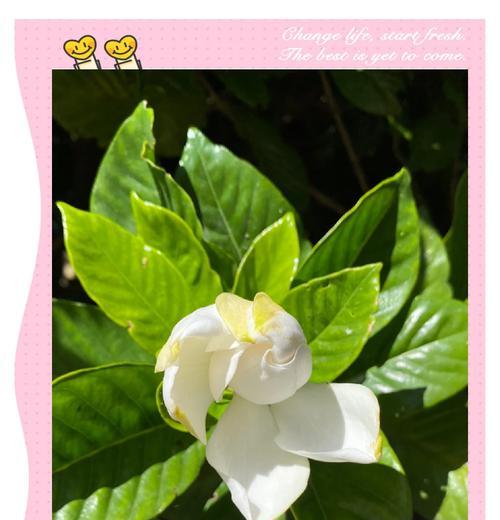 山栀花的花语代表了什么？