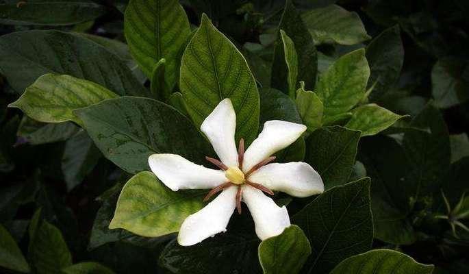 山栀花的花语代表了什么？
