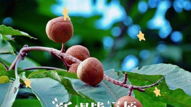 七叶树花的花语寓意是什么？这种花象征着什么？